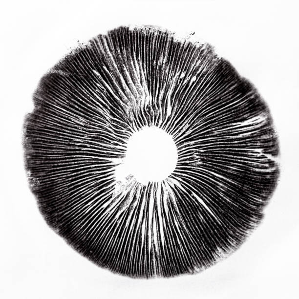 立方体胞子印刷 - magic mushroom psychedelic mushroom fungus ストックフォトと画像