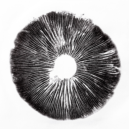 spore print psilocybe cubensis magic mushrooms spores