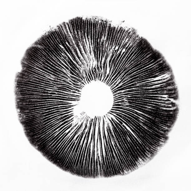 cubensis spore print spore print psilocybe cubensis magic mushrooms spores hallucinogen stock pictures, royalty-free photos & images