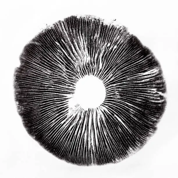 Photo of cubensis spore print