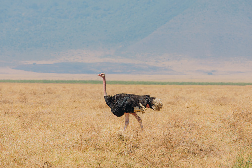 One Ostrich bird on the morning walk against the mountains