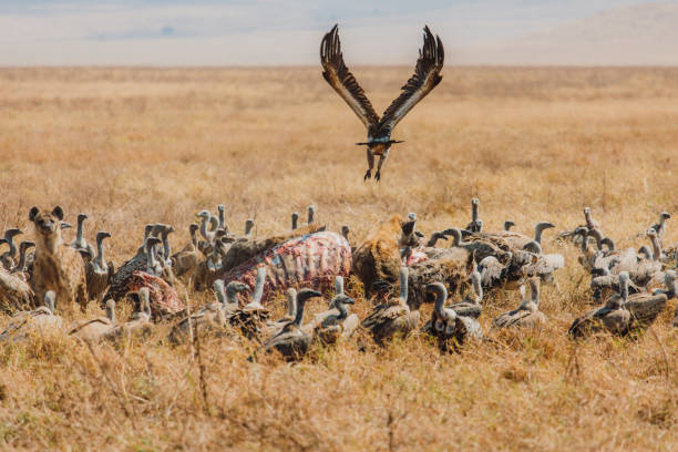 Spotted Hyenas fighting with birds for the prey - an antelope in Ngorongoro volcano crater, Tanzania Hyenas and birds of prey in the grass having dinner of dead antelope and fighting for it in the wild savannah, East Africa spotted hyena photos stock pictures, royalty-free photos & images