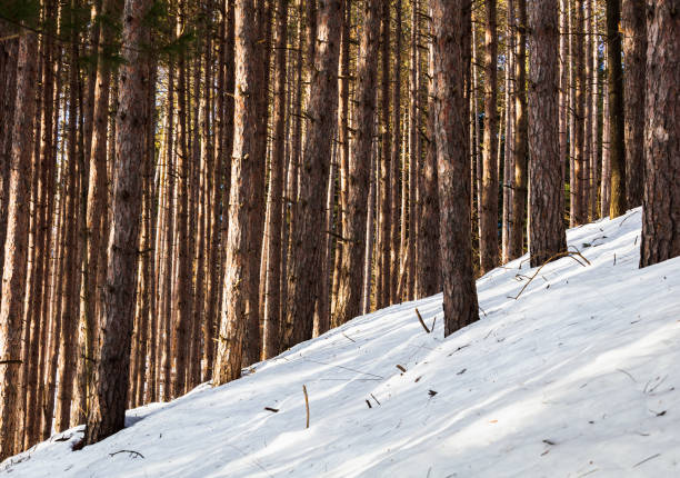 The hillside pine forest was lit by sunlight and the shadows were casted onto the snow bank