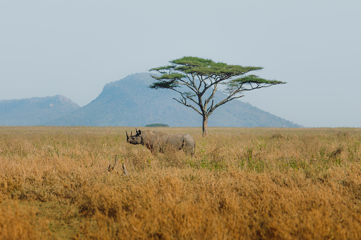 Scenic view of one Rhino at the meadow under the lonely tree during sunrise in the wild savannah