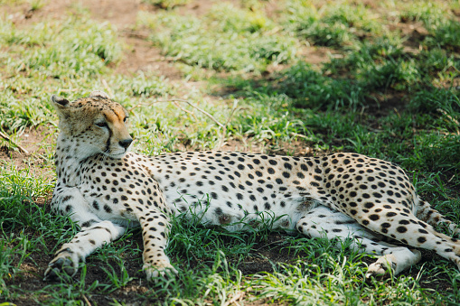One Cheetah adult lying in the green grass during sunny day in the wild savannah