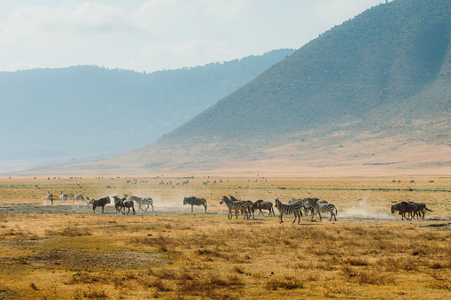 Vista panorámica de animales salvajes en la caminata matutina en el cráter del volcán Ngorongoro, Tanzania photo