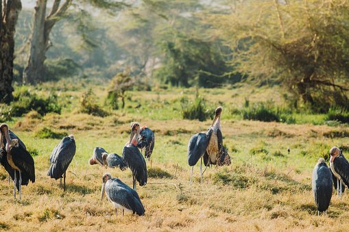 Large group of Marabou birds on the morning walk in Ngorongoro Conservation Area, East Africa