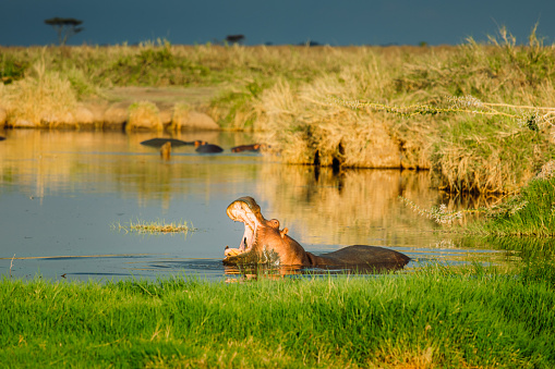 One Hippo relaxing in the lake during picturesque illuminated sunset in the wild savannah