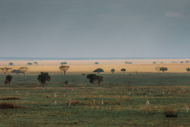 Scenic view of moody sunset in the wild savannah with group of antelopes grazing on the meadow between the trees, Serengeti National park, Tanzania