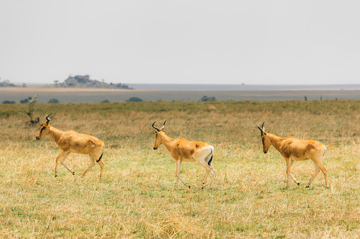 Large group of antelopes grazing on the meadow in the wild savannah
