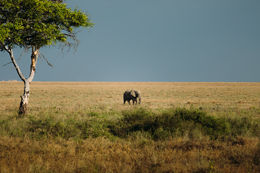 One Elephant walking own the meadow during scenic sunset in the wild savannah