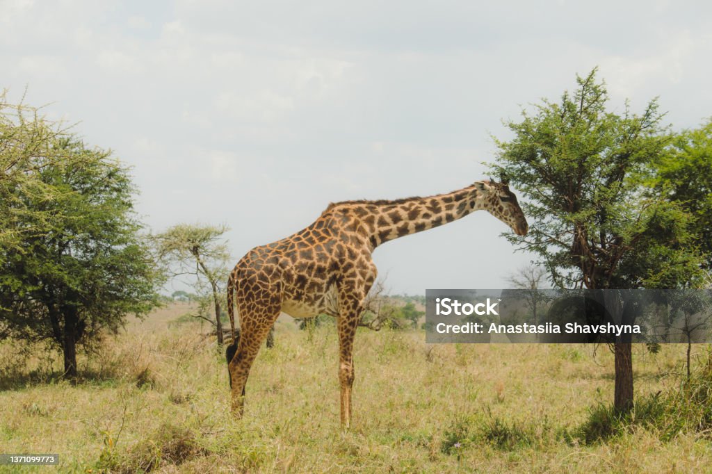 One Giraffe having dinner in Serengeti National park, Tanzania Giraffe walking on the meadow eating leaves from the tree in the wild savannah during sunny day Archival Stock Photo