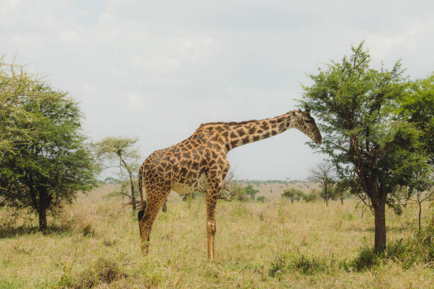 One Giraffe having dinner in Serengeti National park, Tanzania stock photo