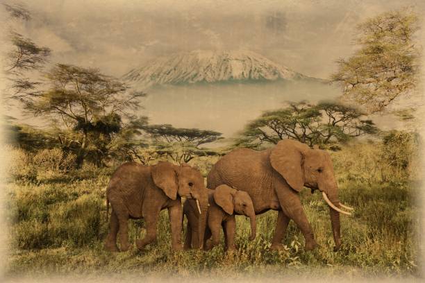 Old photo of elephants on Kilimanjaro in Amboseli National Park Old photo of elephants on Kilimanjaro in Amboseli National Park in Kenya tsavo east national park stock pictures, royalty-free photos & images