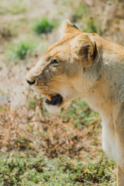 lwica szuka ofiary relaksującej się na łące w parku narodowym serengeti w tanzanii - meadow park high contrast vertical zdjęcia i obrazy z banku zdjęć