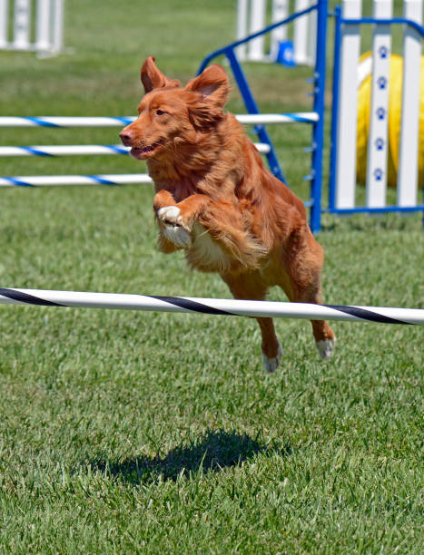 istock Nova Scotia Tolling Retriever Dog Practicing Agility Jumps 1371102072