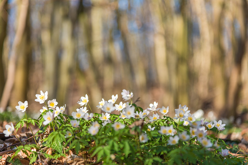 Wood anemone flowers in forest - carpet of white blossoms