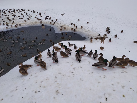 duckes in winter park