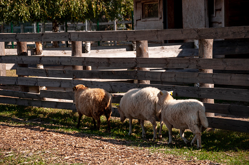 The sheep are pasturing on the farm, care of household pets.  Warm summer and hard agrarian work in provinces
