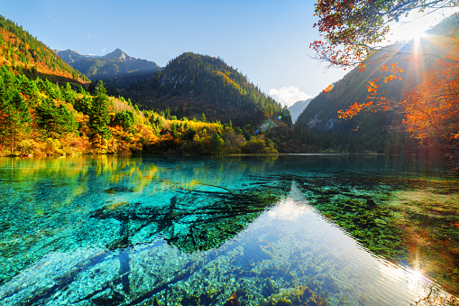 Amazing view of the Five Flower Lake (Multicolored Lake) among fall woods and mountains in Jiuzhaigou nature reserve, China. Submerged tree trunks at the bottom. The sun is shining through foliage.