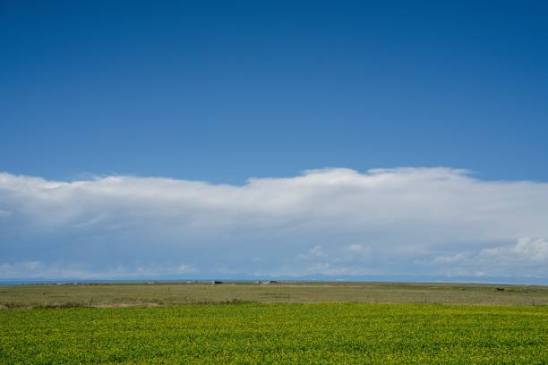 istock Grassland, blue sky and white clouds by Qinghai Lake 1371105481