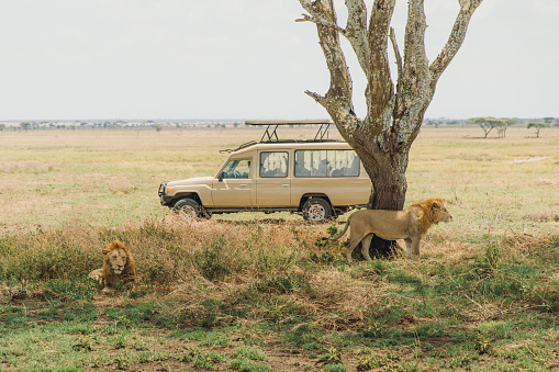 4X4 modified vehicle behind two male lions lying under acacia tree during sunny day in the wild savannah