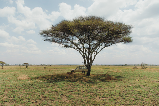 4X4 modified vehicle behind two male lions lying under acacia tree during sunny day in the wild savannah