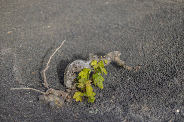 istock Vine plant in Lanzarote, Canary Islands, Spain. 1371105674