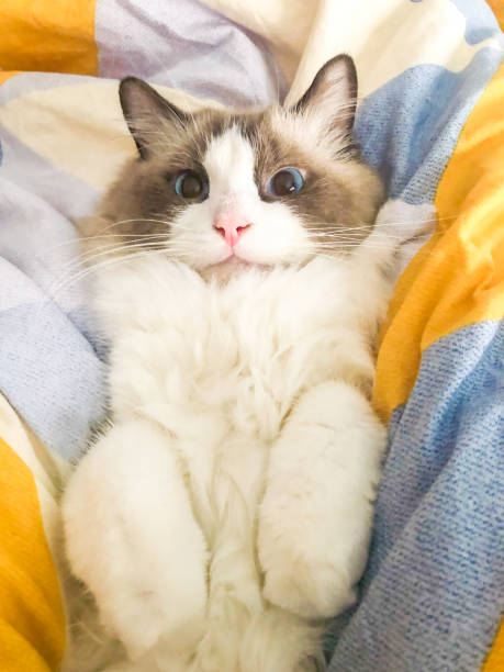 istock There is a cute Muppet cat in the room 1371107120