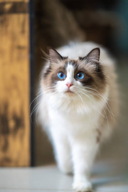 istock There is a cute Muppet cat in the room 1371107174