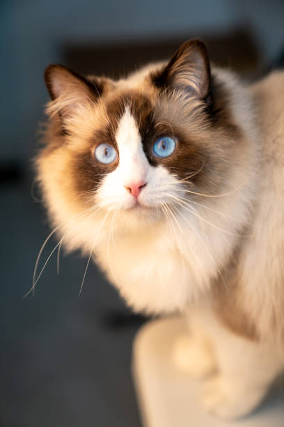 istock There is a cute Muppet cat in the room 1371107233