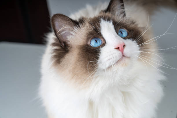 istock There is a cute Muppet cat in the room 1371107237
