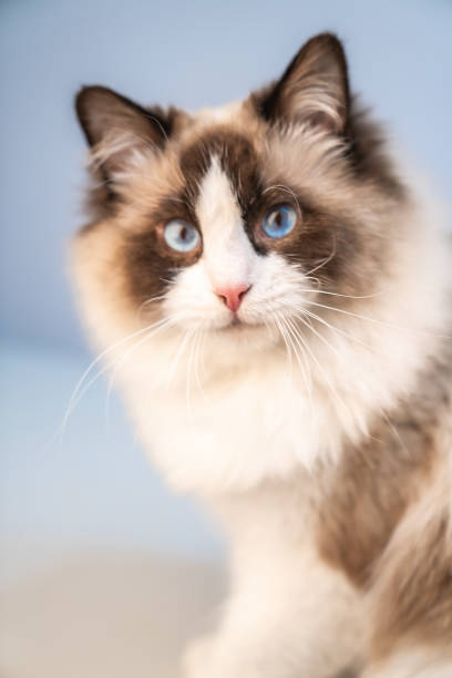 istock There is a cute Muppet cat in the room 1371107251