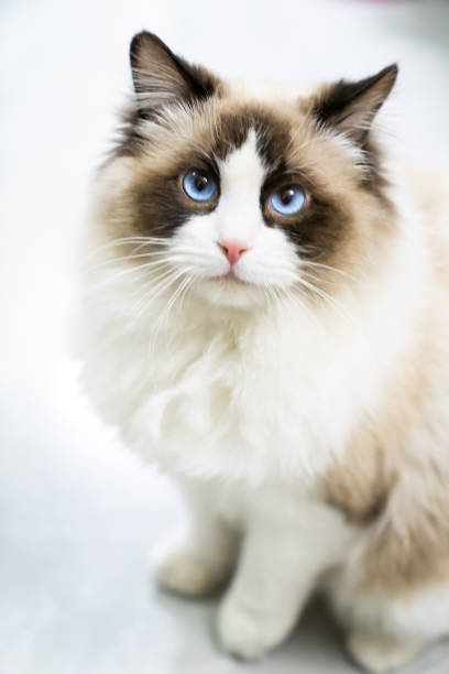 istock There is a cute Muppet cat in the room 1371107271