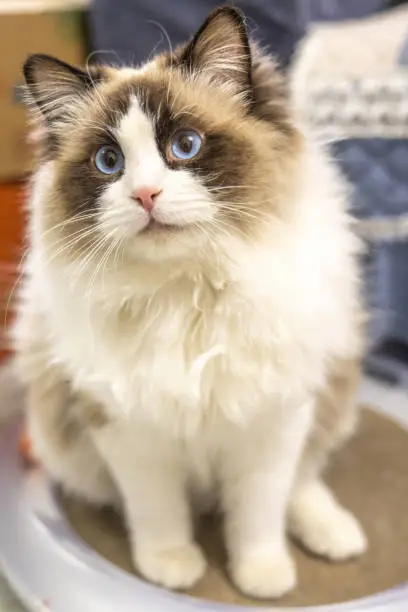 A cute Muppet cat is looking at you