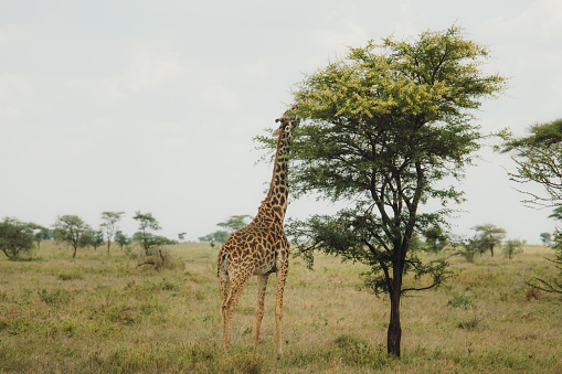Giraffe walking on the meadow eating leaves from the tree in the wild savannah during sunny day