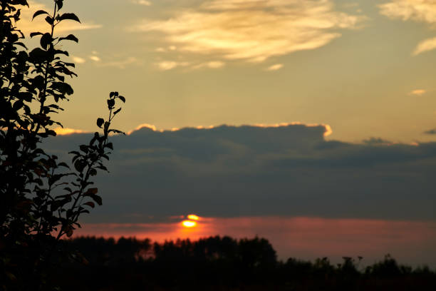 Silhouette of leaves at sunset with sunlight