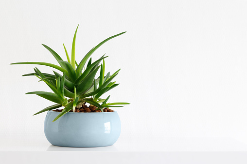 clean image of a succulent plant Haworthia Pentagona in a teal pot on a white background