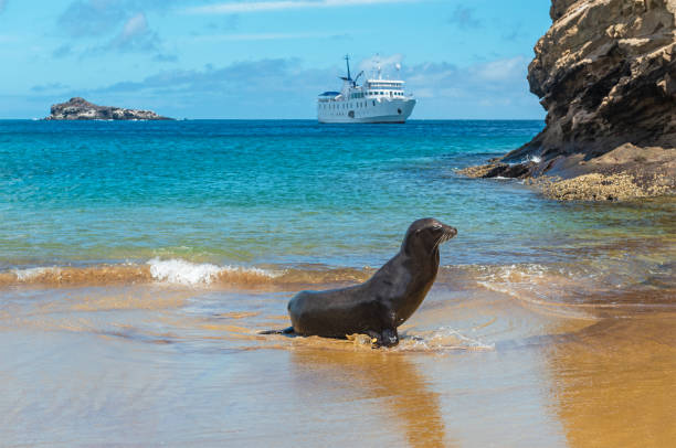 Galapagos Sea Lion and Cruise Ship, San Cristobal island Galapagos sea lion (Zalophus wollebaeki) on beach of San Cristobal island with exploration cruise ship, Galapagos national park, Ecuador. galapagos islands stock pictures, royalty-free photos & images