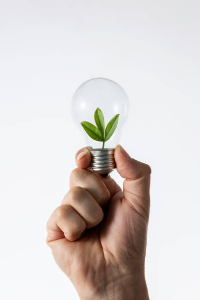 istock Hand Holding Light Bulb with Fresh Green Leaves Inside 1371111556
