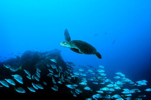 Green sea turtle swimming in the Galapagos island.