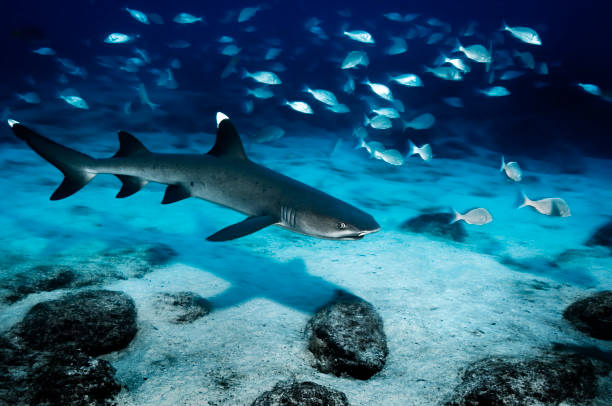 Whitetip reef shark Whitetip reef shark underwater in the Galapagos Islands. galapagos islands stock pictures, royalty-free photos & images