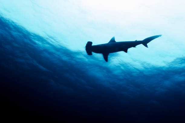 istock Scalloped hammerhead shark 1371114066