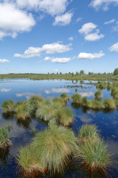 istock purple moor grass (Molinia caerulea) Blue pipe grass 1371114475