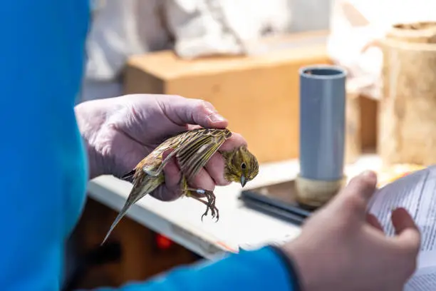 Bird ringing station Schlammwiss in Luxembourg, capture, measure, putting on a ring and releasing all sorts of bird.