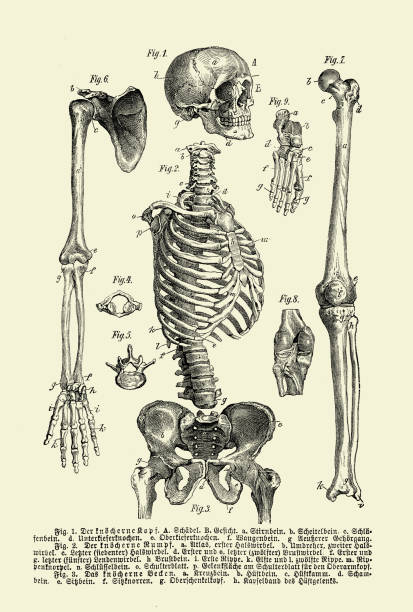 Vintage illustration of anatomy, human complete bone skeletal structurewith German anatomical descriptions