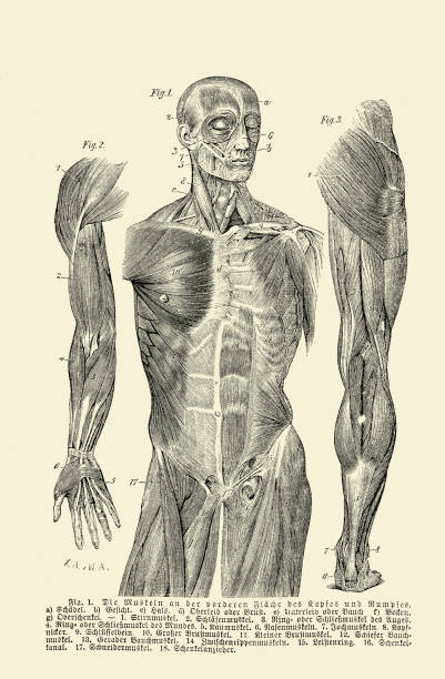 ilustrações de stock, clip art, desenhos animados e ícones de vintage illustration of anatomy, human muscular structure front view with german anatomical descriptions - human muscle illustrations