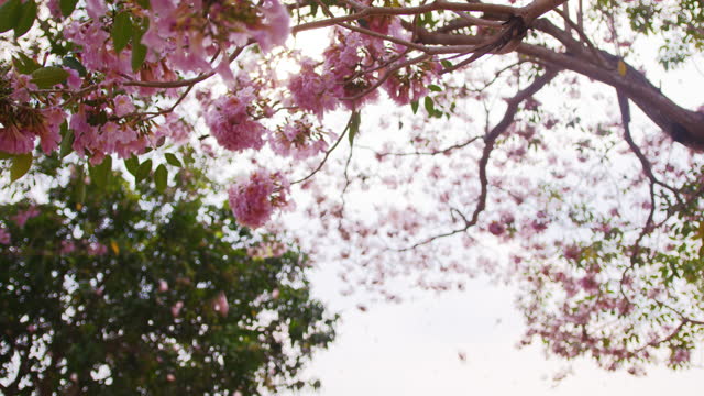 Cherry blossoms falling by wind