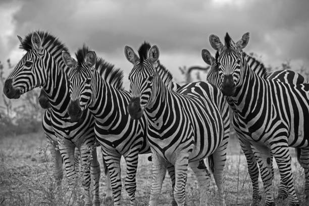 istock Zebra Stallions 13831 BW 1371119336