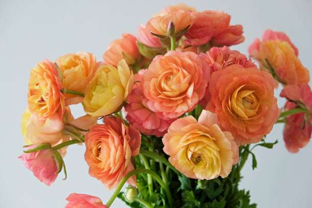istock Persian Buttercup aka Ranunculus flowers. 1371121073
